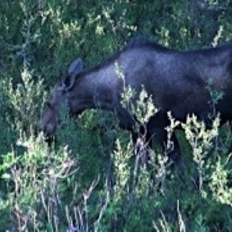 Screen Shot 2016-07-14 at 11.05.36 PM.jpg